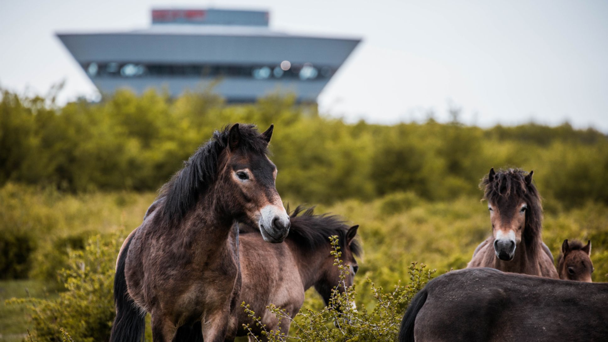 Exmoorponys auf der Weide, Leipzig, 2019, Porsche Leipzig GmbH
