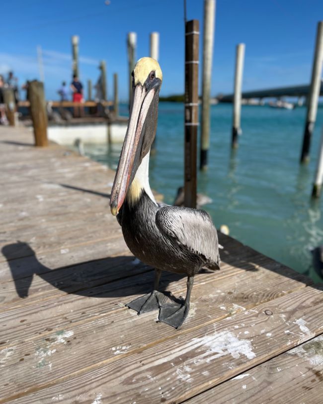 Ruta de Toronto a Miami, EE. UU., 2025, Porsche AG
